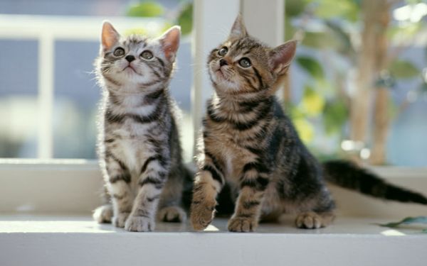 あなたはどっち? 猫系女子、犬系女子の特徴6つ【前編】