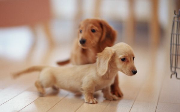 あなたはどっち? 猫系女子、犬系女子の特徴6つ【後編】