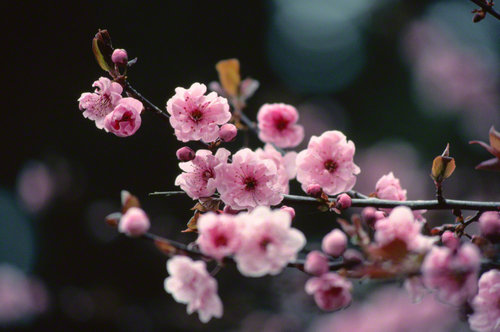 可以早點賞花!?在東京近郊的「河津櫻」賞花好去處。