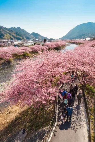 可享受早春賞櫻之樂的「河津櫻祭」是?