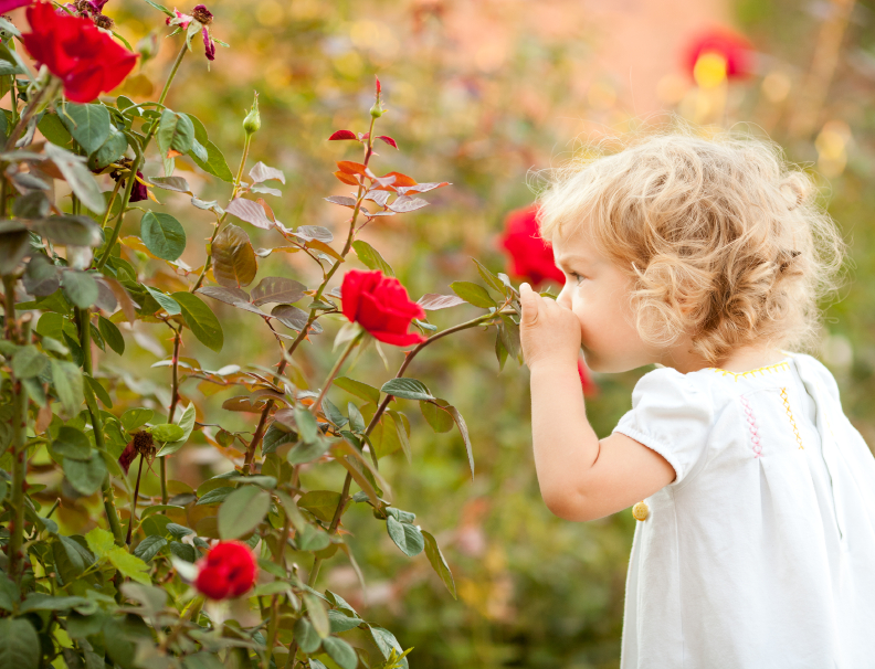 Beautiful child smelling rose