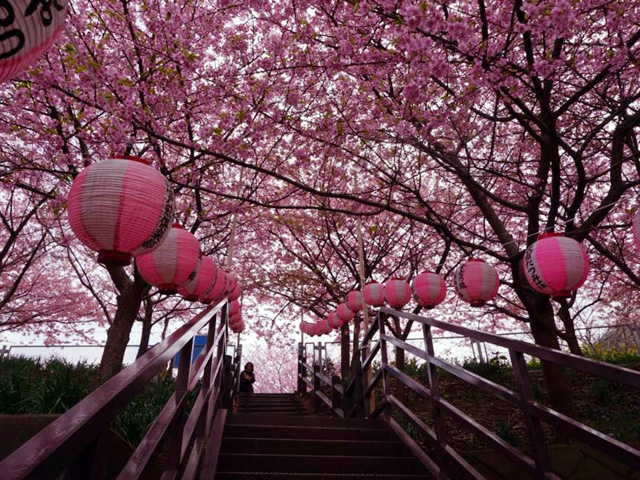 鮮為人知的賞櫻景點– 三浦海岸