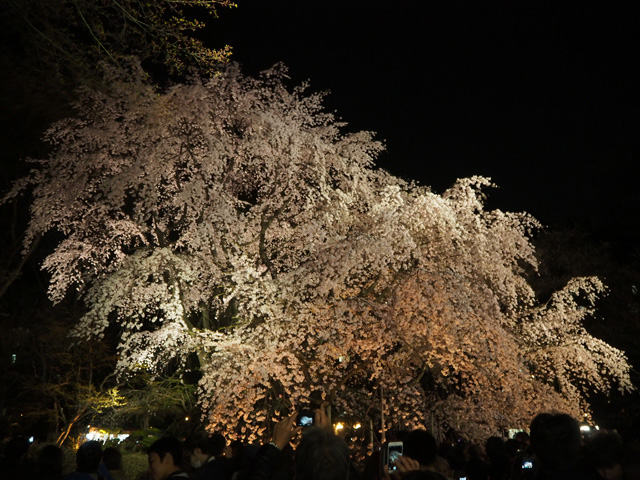 東京賞夜櫻景點-六義園
