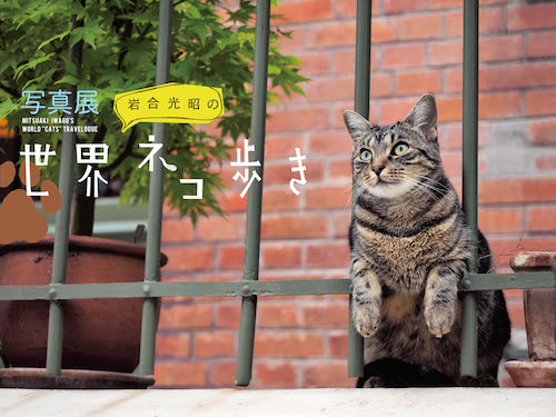 「貓咪收視率」也很高!充分享受『岩和光昭的世界貓咪散步』魅力的攝影展&攝影集/大阪
