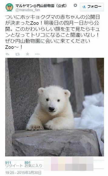 圓山動物園的北極熊小可愛Baby到不行引起熱烈討論 / 毛絨絨&可愛到想要抱緊的程度