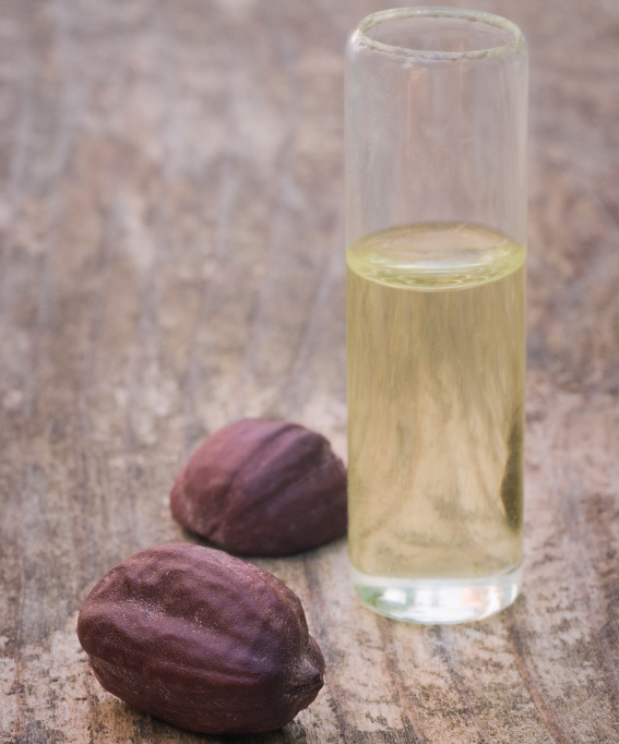 Jojoba (Simmondsia chinensis) seeds and oil