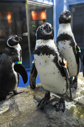 【東京自由行】遊江之島必看!江之島水族館的全新企鵝秀