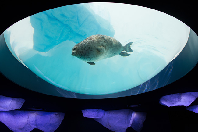 大阪自由行!到大阪絕對要去這裡!亞洲NO.1水族館「海遊館」的魅力