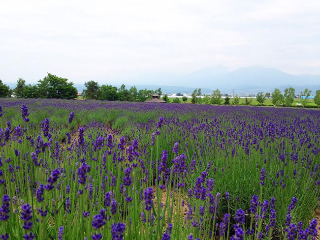 北海道自助旅行—富田農場怎麼去