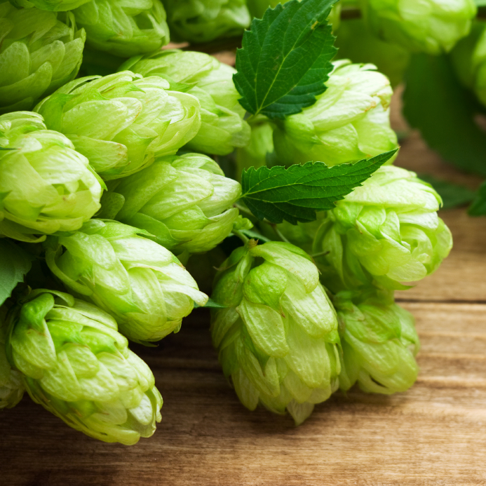 branch of hop on wooden background