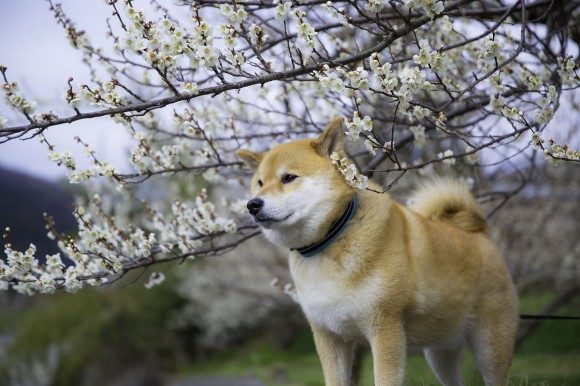 你知道「柴犬Maru」嗎?它在Instagram的粉絲人數超過183萬人,比模特兒的Rola還有人氣呢!