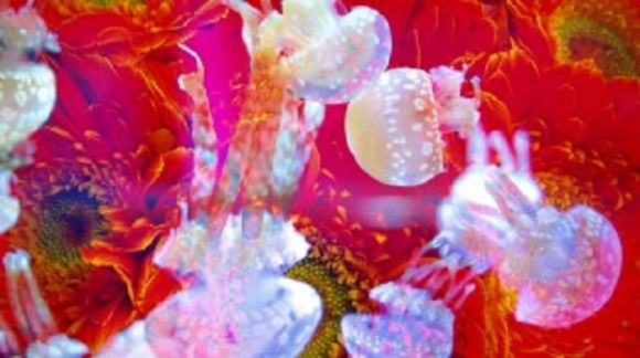 墨田水族館的水母染上極致色彩…! 令人期待之蜷川實花策畫的「水母萬花筒隧道」引起話題