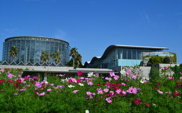 秋のおでかけにぴったり！　コスモス・彼岸花が楽しめるスポット4選