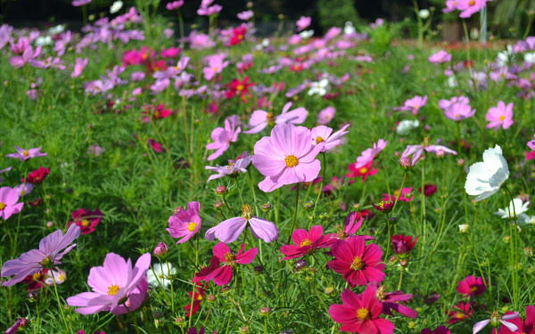 秋のおでかけにぴったり！　コスモス・彼岸花が楽しめるスポット4選