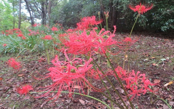 秋のおでかけにぴったり! コスモス・彼岸花が楽しめるスポット4選