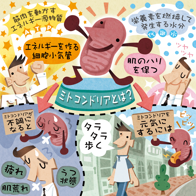 憂鬱、疲勞、皮膚乾燥、老人臭一口氣帶走「大步大步地邁出步伐」