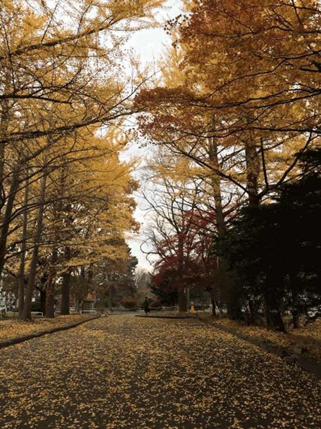 日本秋天旅遊推薦~學術聖地北海道大學也是個賞楓的好地方!