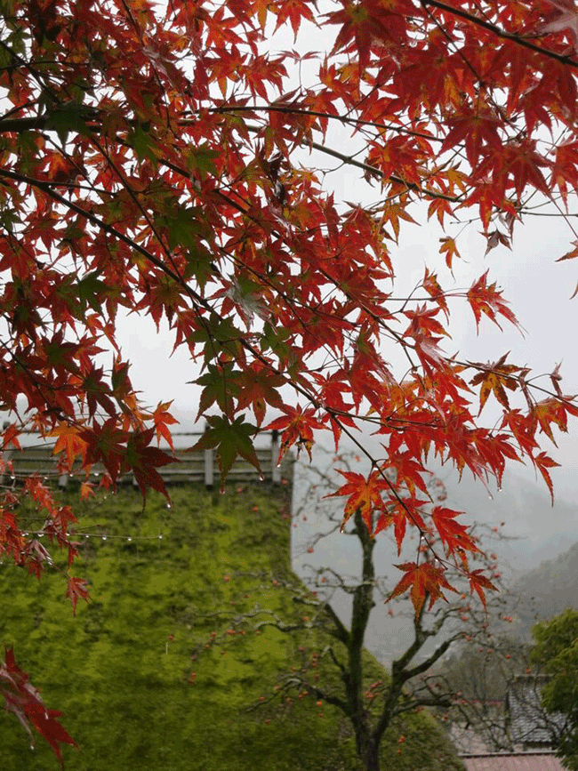 秋天 賞楓