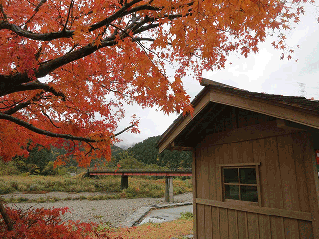 秋天 賞楓