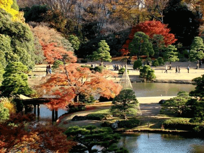 東京賞楓 推薦