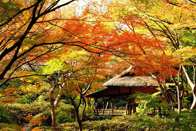拍攝婚紗都來這裡!東京最適合約會的賞楓地點~六義園!
