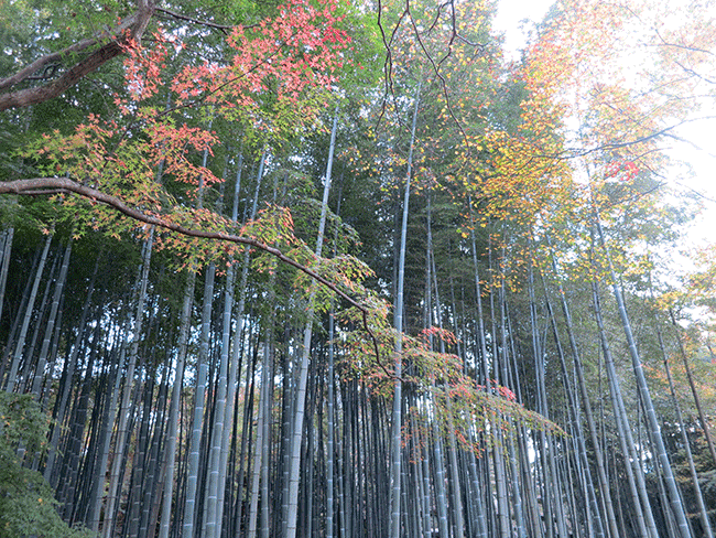 京都圓光寺