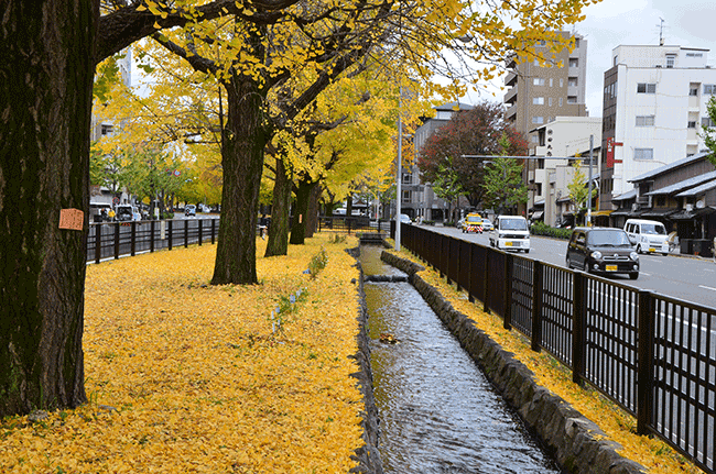 銀杏