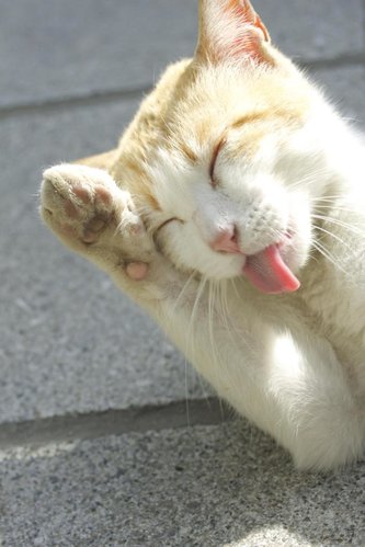 人氣的秘訣？分析Rola受人喜愛的生活態度