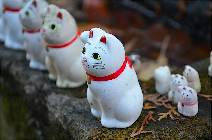 為什麼招財貓要舉右手?來東京「豪德寺」祈求新年財運來