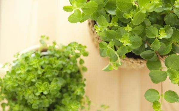 用觀葉植物讓家裡成為療癒空間 在嚴冬打造室內花園