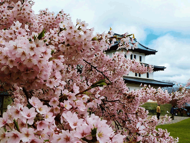 北海道賞櫻