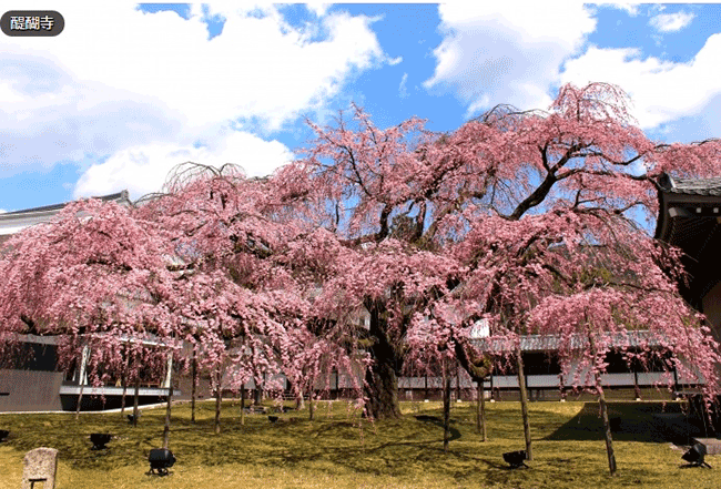 京都賞櫻