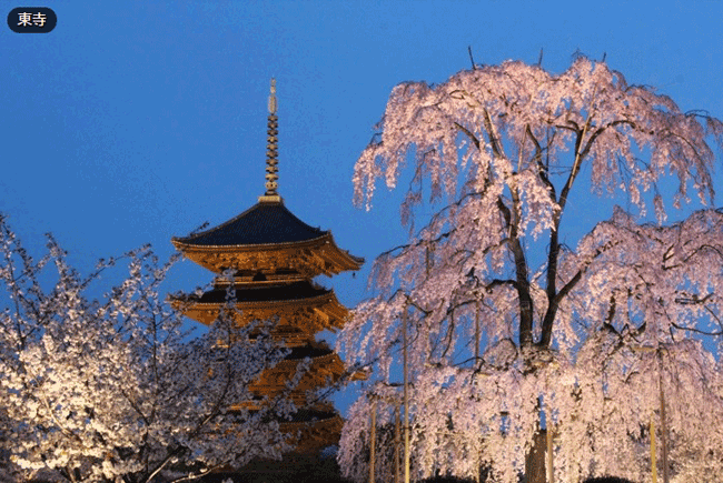 京都賞櫻