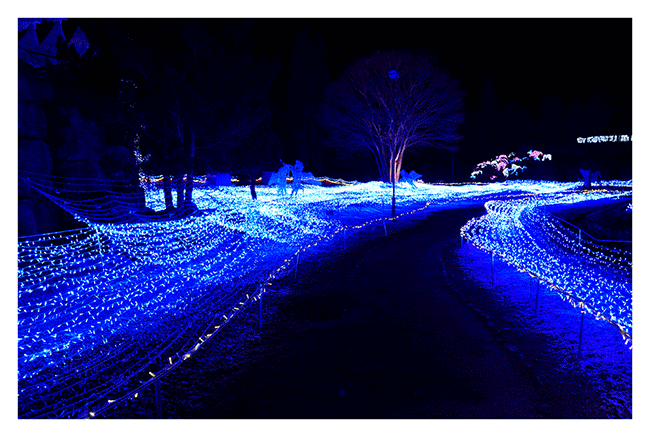京都燈雪節