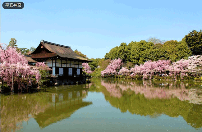 京都賞櫻