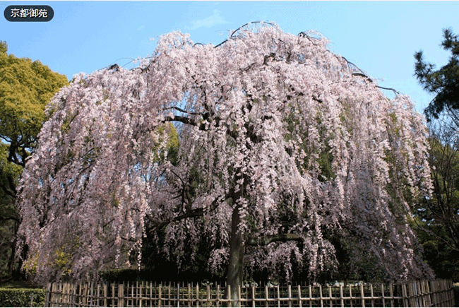 京都賞櫻