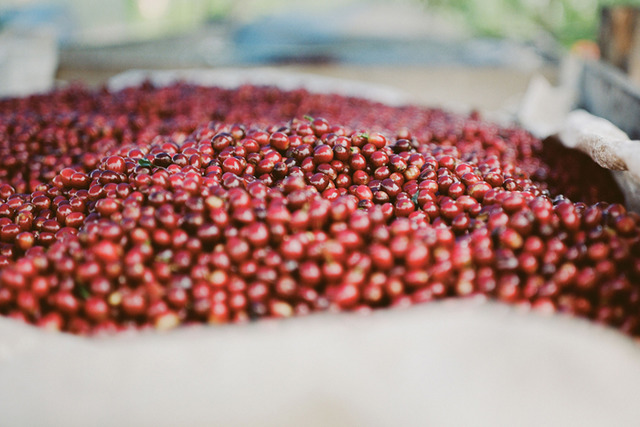 本店位於美國・加州的聖塔克魯茲的人氣咖啡烘豆店・VERVE COFFEE ROASTERS即將開幕