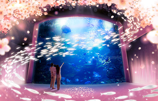 看「櫻吹雪」還能聞櫻花香!京都水族館春季限定活動開跑!