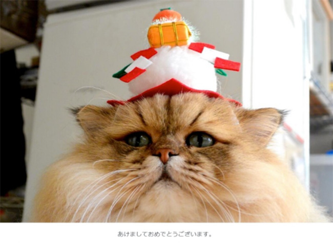 喵星人