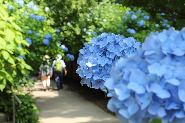 東京 紫陽花