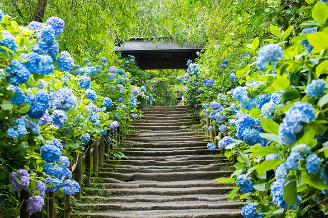 東京近郊欣賞紫陽花的6大私景點!