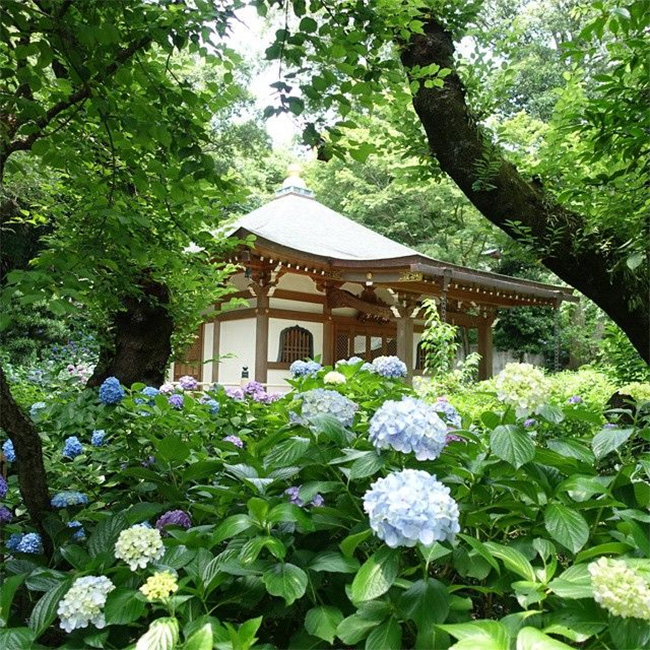 東京 紫陽花