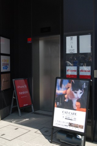 前往超時尚話題名店-原宿貓咪咖啡廳「MoCHA」!