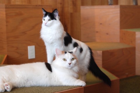 猫6
