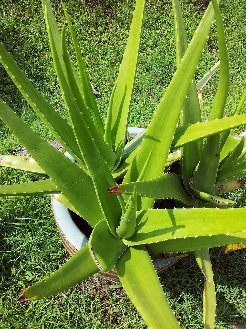 適合居家裝飾&容易種植的高人氣多肉植物大公開!
