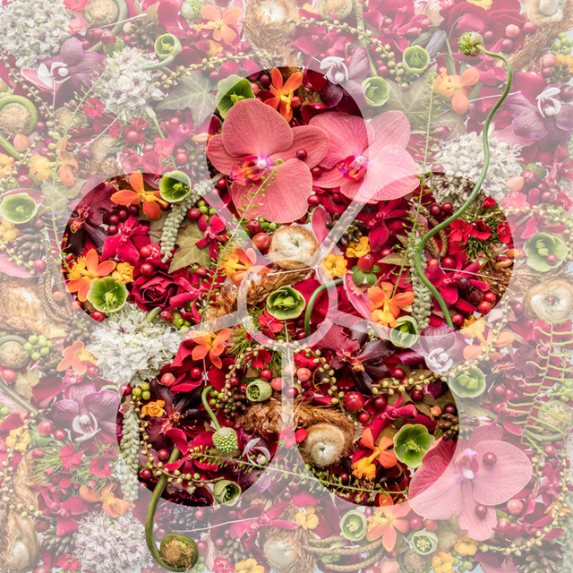 Nicolai Bergmann所帶來的展覽會「新花 -SHINKA-」於太宰府天滿宮等地舉行