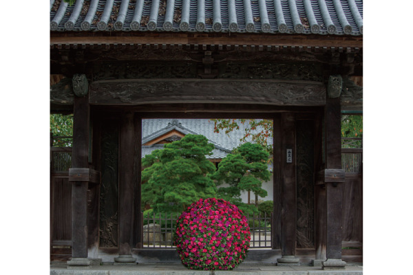 花藝大師的「新花 SHINKA」展覽於太宰府天滿宮等地舉行