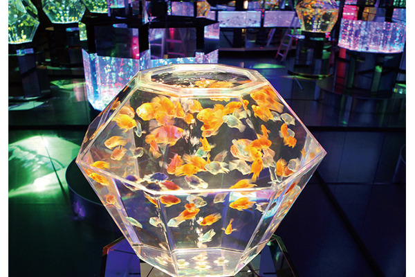 暑假遊東京日本橋必去!史上最大規模夏夜金魚展開催中!