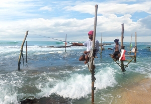 スリランカ南岸のウェリガマには、竹馬に乗ったまま魚を釣る伝統漁法が残る