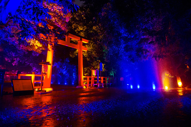 「呼應的樹木們，下鴨神社　糺之森」